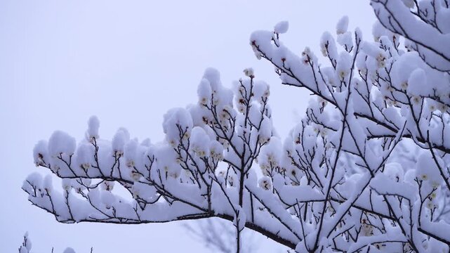 Tokyo,Japan - February 8, 2026: Snow-covered White Ume blossoms or plum blossoms or Japanese apricot blossoms at dawn