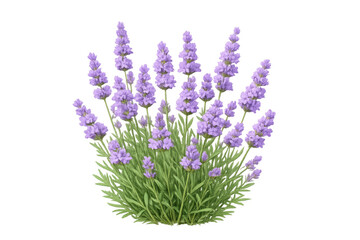 Obraz premium Lavender plant blooming with purple flowers and green leaves. Herbal garden botany on transparent background for design assets