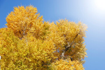 青空に映える黄金色の銀杏の木