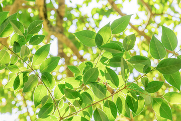 太陽の光が綺麗な新緑の木