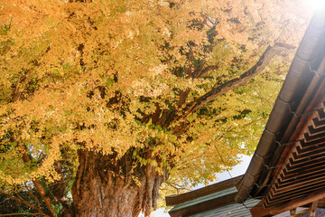 青空に映える黄金色の銀杏の木