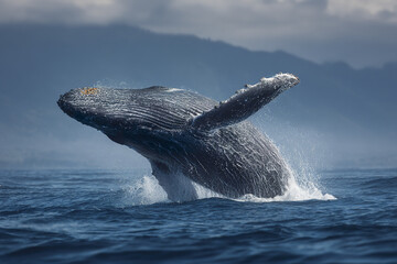 Fototapeta premium Humpback whale breaching in ocean with water splashing around, dramatic cloudy sky and distant mountains in background creating powerful natural scene