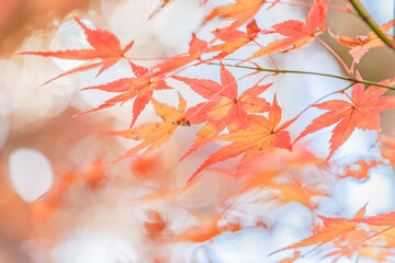 鮮やかに色づいた紅葉の枝