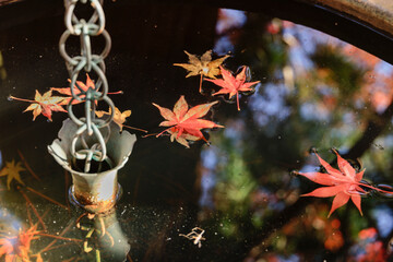 手水鉢に映る紅葉の情景