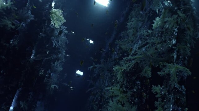 Deep inside the wreck of the SS Carnatic, beautiful shafts of sunlight stream down through openings in the upper structure, creating dramatic god rays that cut through the blue water.
