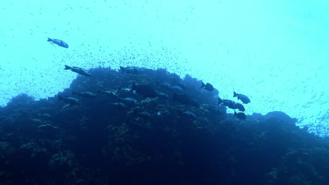 School of silvery carangids forms a tight, protective cloud above a vibrant coral head at Yolanda Reef.
