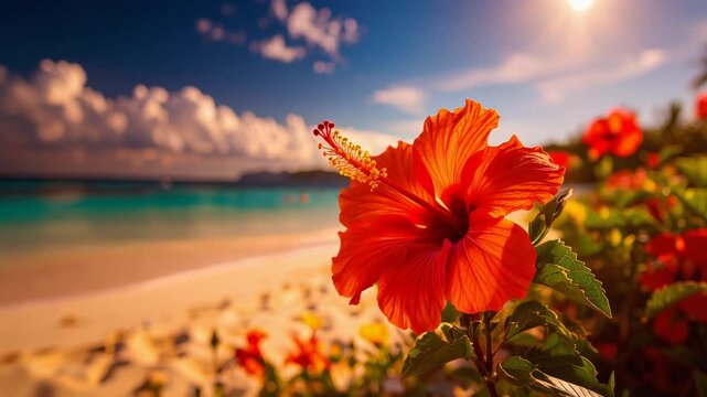 Beautiful sunset beach and hibiscus	