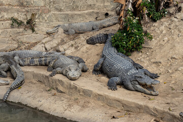Crocodiles resting on stone steps near water, group of reptiles sunbathing in enclosure, wildlife predator concept and conservation theme