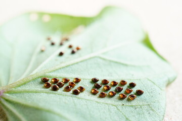 屋外でドクダミの葉の裏に産み付けられたたくさんのホオズキカメムシの光沢のある卵