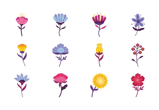 Flowers Illustration Set