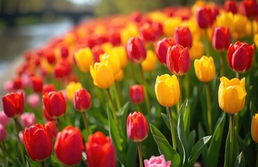 Red and yellow tulips bloom in a riverside flowerbed. Many ornamental tulipa plants grow along water. Floral petals open, creating a colourful carpet of buds in park landscaping.