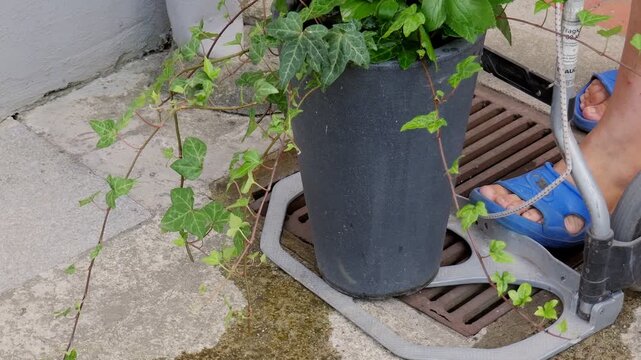 Potted Green Plant on Table, Cozy Home Decor and Interior Video