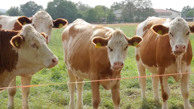 Livestock in Pasture, Cows Grazing Outdoors, Rural Nature Footage
