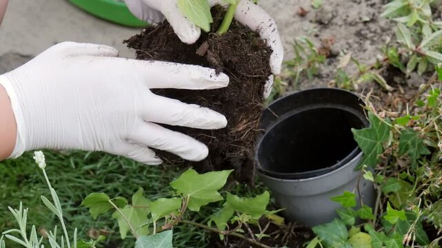 Hands in Gloves Transplanting Seedling into Pot, Home Gardening