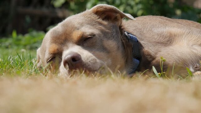 Cute Dog Resting in Park, Calm Pet Relaxation Footage