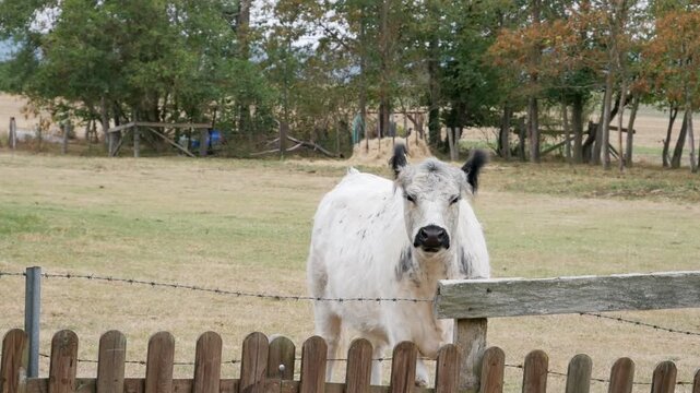 Cow in Meadow, Livestock in Countryside, Calm Rural Scene Video