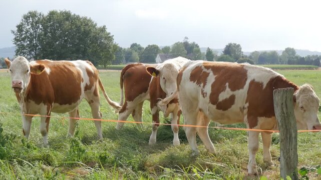 Herd of Cattle Eating Grass, Rural Farming Landscape Footage