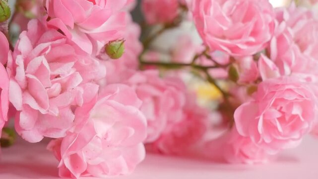 Blooming Pink Rose Flowers Macro, Love and Wedding Floral Footage
