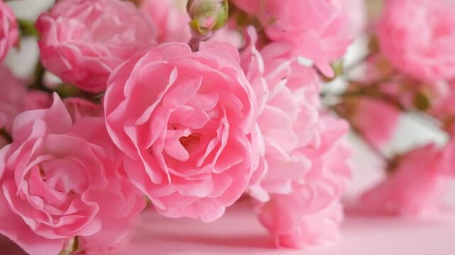 Beautiful Pink Roses in Garden, Spring Floral Texture with Copy Space