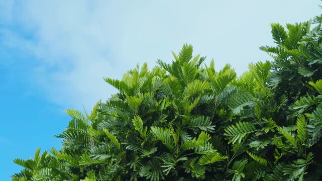 Filicium decipiens, ferntree, fern tree or fern leaf tree, is a species of Filicium. Family Sapindaceae. Haleiwa, Honolulu, Oahu, Hawaii