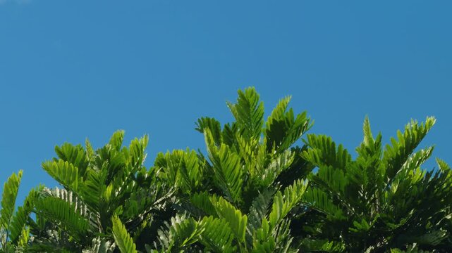 Filicium decipiens, ferntree, fern tree or fern leaf tree, is a species of Filicium. Family Sapindaceae. Haleiwa, Honolulu, Oahu, Hawaii