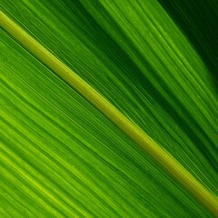 Obraz premium Close-up of a vibrant green leaf, showcasing natural textures and veins