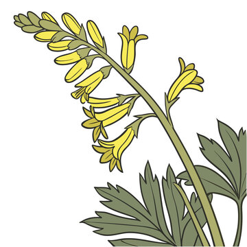 yellow fumitory flower on white background