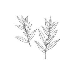 Lemon Verbena icon line art botanical 