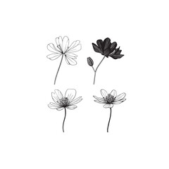 Lesser Celandine icon line art botanical 