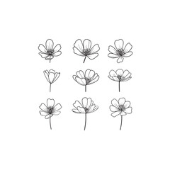 Lesser Celandine icon line art minimal 