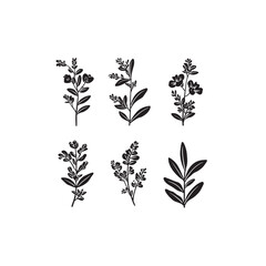 Licorice Plant Flower icon line art botanical 