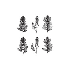  Licorice Plant Flower icon line art herbal illustration 