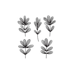 Licorice Plant Flower icon line art garden plant 