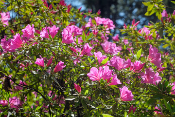 Fototapeta premium Beautiful purple rhododendron blossom in spring. Sochi. Krasnodar Krai.