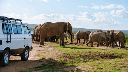 Majestic elephants gather near a safari vehicle in Addo Elephant Park, South Africa © Fokke Baarssen