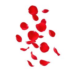 vibrant red rose petals delicately falling mid-air against a seamless transparent background, captured with sharp focus, subtle shadows, and beautiful bokeh effect. concept of celebration and romance