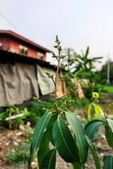 Young mango tree with developing flower buds and lush green leaves in a rural setting