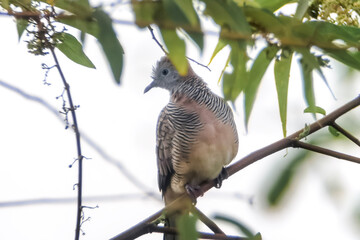 turtle dove on branch