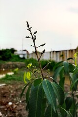 Young mango tree with developing flower buds against a soft sky and blurred background