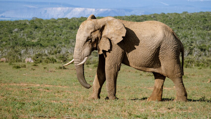 Obraz premium Majestic elephant roaming freely in Addo Elephant Park under the South African sun