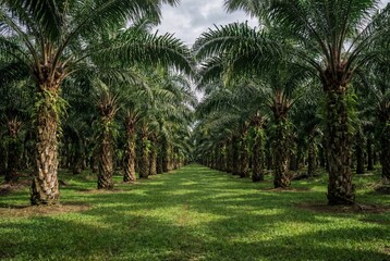 Fototapeta premium Symmetrical rows of mature oil palm trees in a tropical agricultural plantation with green grass