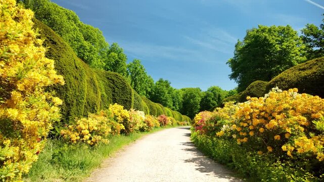Bright sunny gravel path winds through lush spring garden featuring enormous manicured hedges and vibrant yellow azalea flowers in full bloom. Stunning landscape shot in Doorwerth Netherlands.