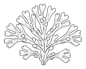 Naklejka premium Detailed botanical drawing of a branching plantlike organism resembling a lichen or seaweed, perfect for natural science education, biology textbooks, or vintage nature graphic design
