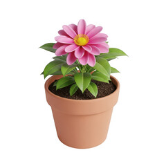 Pink flower in a terracotta pot isolated on transparent background