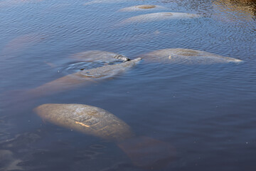 Manatees Clustered Together at the the Surface in Southwest Florida waters with copy space &mdash; Florida Manatees Sightseeing