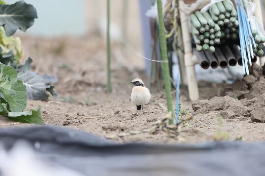 The desert wheatear (Oenanthe deserti) is a wheatear. This photo was taken in Japan.