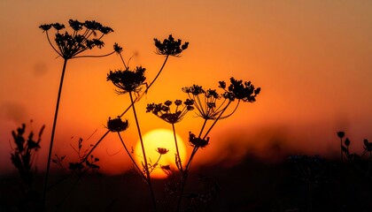 Silhouette of Wildflowers Against a Vibrant Sunset Sky.