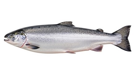 Obraz premium Silver salmon fish illustration isolated on white background. Fresh seafood animal side view