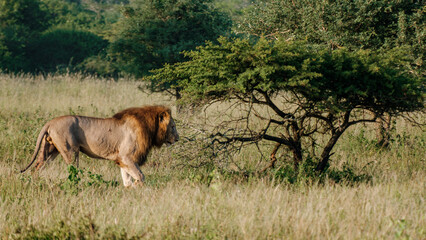 Magnificent lion roaming the grasslands of Kruger National Park in South Africa