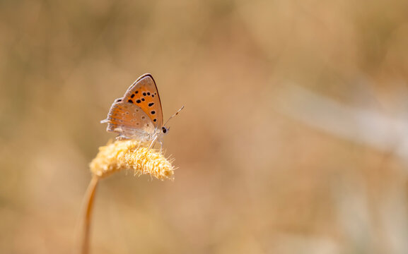 little red butterfly on wing, Golden copper, Lycaena thetis